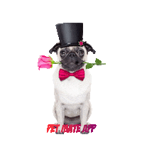 petmateishere happy dog kiss pet Sticker