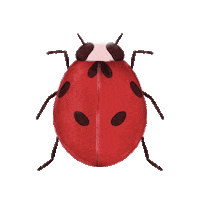 Bug Wildlife Sticker