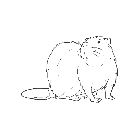 BiosfarVanerskargarden giphygifmaker animal beaver unesco Sticker