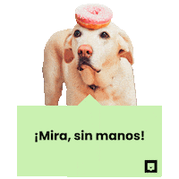 NubikaFormacion dog animal perro perros Sticker