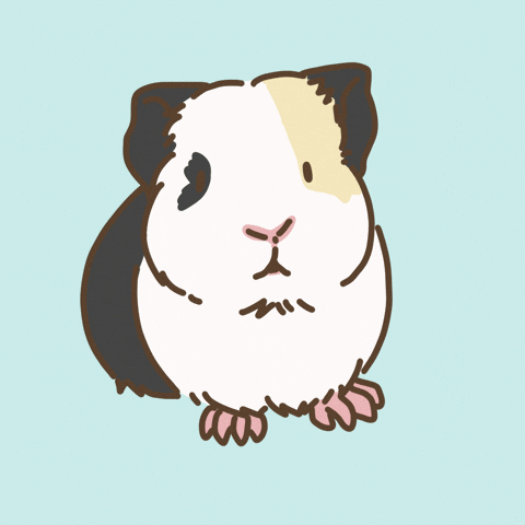 Licht Guineapig GIF