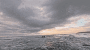 Sharks Jaws GIF by Shark Week