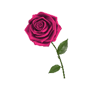 rose flower Sticker by prettylittlething
