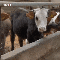 Face What GIF by TRT