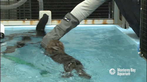 sea otter GIF by Monterey Bay Aquarium