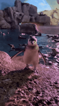 Magellanic Penguin Swimming GIF by John Ball Zoo