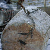 Licking Frozen 500lb Tuna Chunk