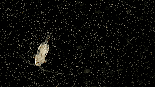 Sea Crab GIF by PBS Digital Studios