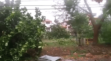 Winds Down Trees in Odisha After Cyclone Fani Makes Landfall