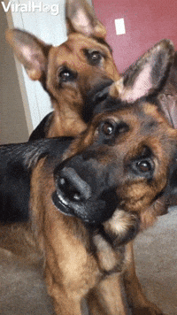 Synchronized Head Tilts By Handsome Shepherds