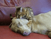 massage GIF