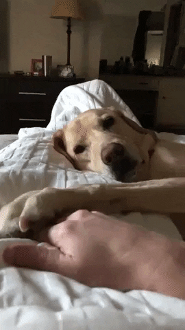 BaklolGifs giphyupload gifvif i can play this forever GIF