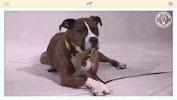 dog lol GIF by Amy Poehler's Smart Girls
