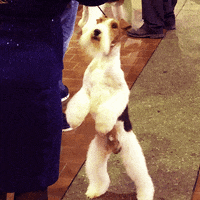 dog show GIF by Westminster Kennel Club