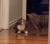 Stare Down Stand Off GIF