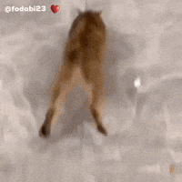 Mei Mei Funny Cat GIF
