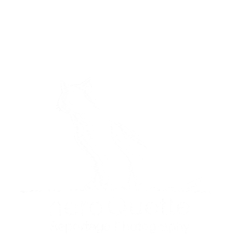 Jumping Cat Sticker by neroQuette Reportage Photography