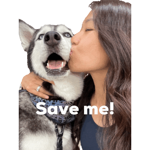 Save Me Huskies Sticker