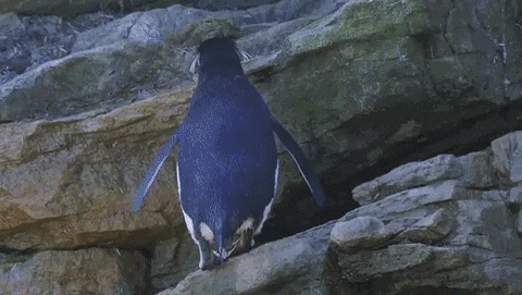 hollywood slipping GIF