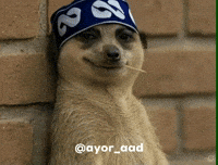 Meerkat Funny Animal GIF