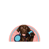 Dog Sticker by Festival De Patitas