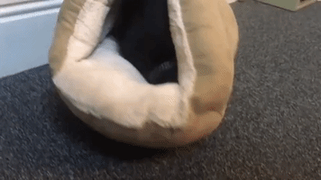 Dachshund Has Interesting Reaction to His New Bed