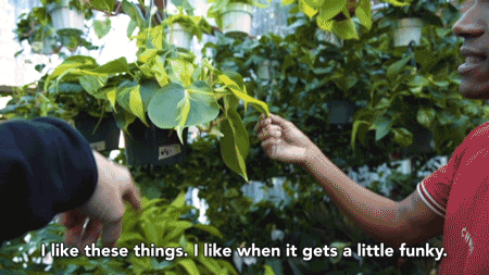 tyleroakley giphyupload flower youtube house GIF