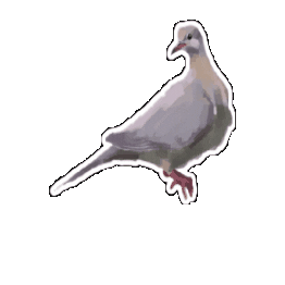 Birds Dove Sticker by NYU Faculty Housing