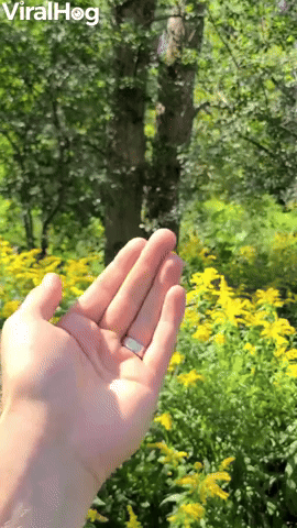 Wild Woodpecker Lands on Man and Comes When Called