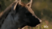 nat geo wild stare GIF by Savage Kingdom