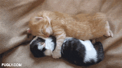 sleepy GIF