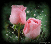 pink GIF
