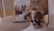 Dog Love GIF by SoulPancake