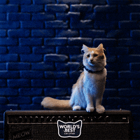 Rock And Roll Thank You GIF by Worlds Best Cat Litter