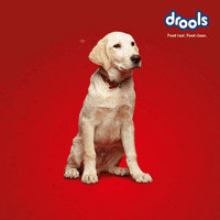 DroolsIn petfood dogfood catfood furryfriends GIF