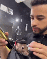 Mouse Rat GIF by Respective