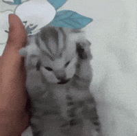 Cat Meme GIF