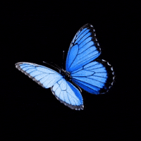 EsraEdits flying butterfly wings esra ai edits GIF
