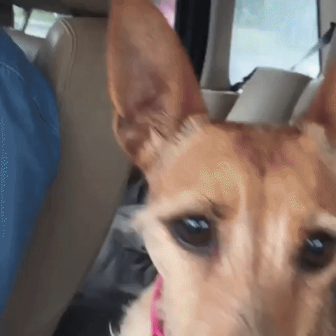 Territorial Terrier Isn't a Fan of Car Washes