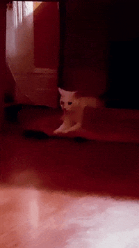 Cat GIF by Kimmy Ramone