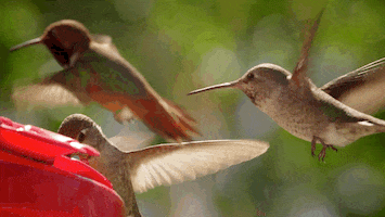 Fly Tick GIF by PBS Digital Studios