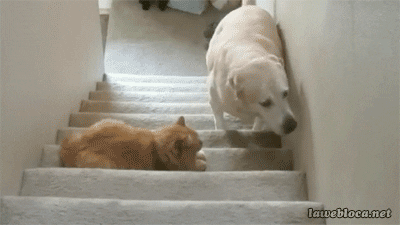 Cat Dogs GIF