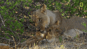 nat geo lions GIF by National Geographic Channel