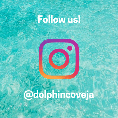 GIF by Dolphin Discovery