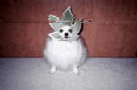 jonnys_world lil weed dog GIF