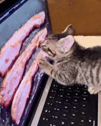 Hungry Cat GIF by Respective