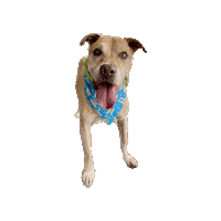 Star Wars Dog Sticker by Geekster Pets