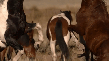 symphony for our world GIF by Nat Geo Wild 