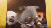 Cryptoys lets go kitty lfg cryptoys GIF