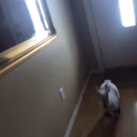 GIF by Random Goat